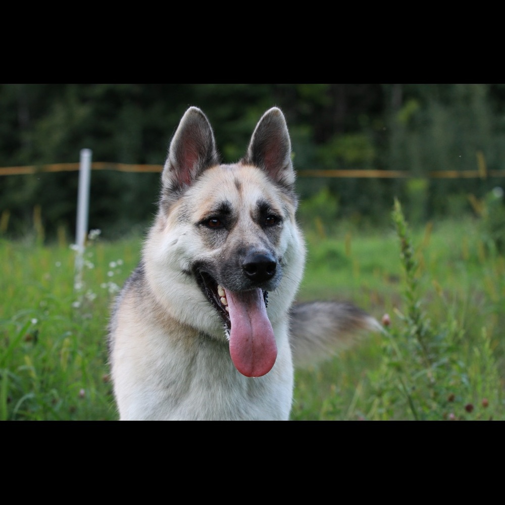 Meet your Posher, Heidi